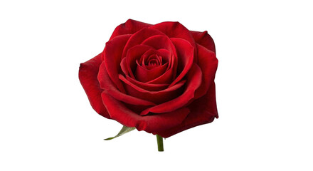 Single red rose isolated on a white background symbolizing love and romance