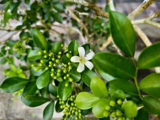 Fototapeta premium White kemuning blossoms and green buds growing on tropical shrub in natural daylight. Popular ornamental and fragrant plant in warm climate regions.