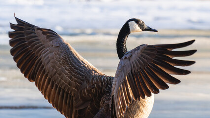 Canada goose (Branta canadensis) wing flapping on icy pond at sunset © cb.outside