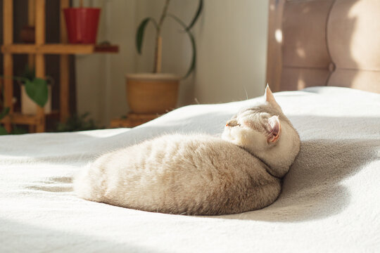 A British shorthair cat sleeps on his owner's bed.