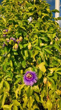 Purple passion flower blooming on green vine foliage. Detailed view of Passiflora flower with intricate purple petals and green leaves.