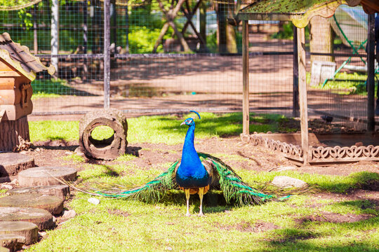 A peacock with a magnificent spread tail in a poultry yard.