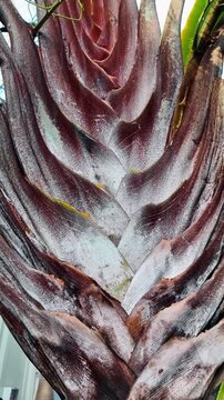 Macro texture of a traveler palm ravenala madagascariensis. Extreme close-up of the overlapping leaf bases of a Ravenala madagascariensis or traveler's palm.