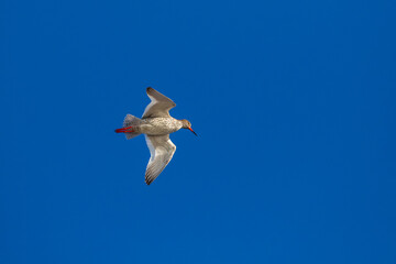 Obraz premium Common redshank (Tringa totanus) in flight with wings spread against blue sky in Estonian nature