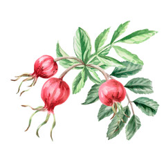 Ripe rose hips on a branch. Isolated watercolor illustration for herbal tea-themed designs, culinary and nature-related branding, environmental campaigns, and educational materials.