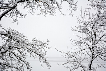 Fototapeta premium Trees covered in snow during a winter storm, with branches heavily laden with fresh snow, and a central space for copy space