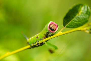 Funny and cute looking caterpillar of puss moth, Cerura vinula on a straw © Kersti Lindström