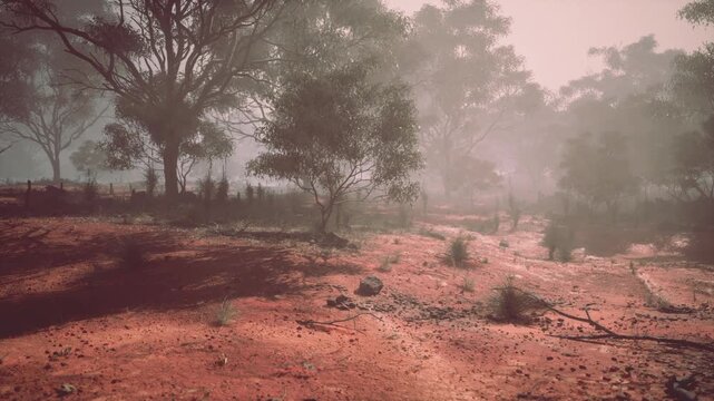 A hazy morning in an Australian bush reveals a landscape of reddish soil, scattered rocks, and lush gumtrees, set against a backdrop of mist gently covering the area.