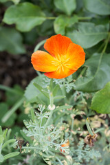 Beautiful California poppy (eschscholzia californica) flower.