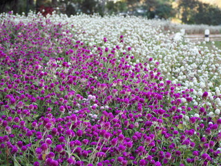 Obraz premium A field of pink-purple, white Globe Amaranth flowers. Gomphrena globosa is herbaceous flowering plant with spherical flowers composed of numerous small petals blooming together. purple in foreground, 
