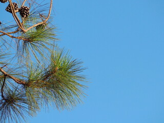 Naklejka premium Pinus kesiya has slender, pointed leaves and dried pine cones on its branches against sky background. Longleaf Pine has long, bright green needle-like leaves clustered together, bears fruit or pine co