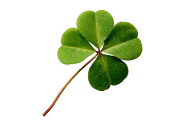 Four Leaf Clover on White Background