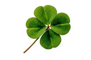 Four Leaf Clover on White Background