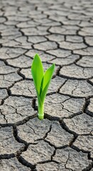 Resilient Sprout Emerging from Cracked Earth