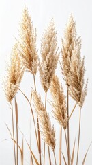 Fototapeta premium Beige Fluffy Pampas Grass Stems on White Background in Bright Studio Lighting