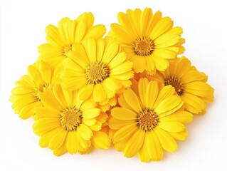 Naklejka premium A cluster of vibrant yellow calendula officinalis flowers rests against a clean white background