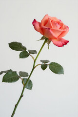 Obraz premium Single Coral Pink Rose With Green Stem And Leaves On A White Background, Elegant And Romantic