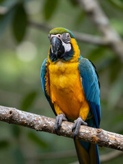 Obraz premium Vibrant Blue And Yellow Macaw Parrot Perched On A Branch In A Natural Jungle Setting