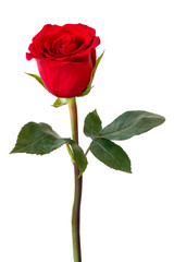 Single red rose with a long stem and deep green leaves photographed on a transparent background, conveying romance, passion and classic beauty for greeting card, wedding or gift design. © lms_lms