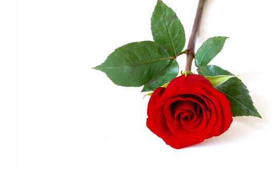 Single red rose with vibrant petals and a green leaf on a white background, evoking romance, passion, elegance and gift occasions such as anniversaries or Valentine celebrations.