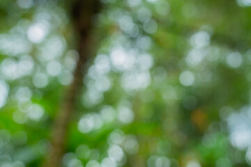 Obraz premium Lush green nature bokeh background with soft sunlight. High-quality blurred forest foliage texture for organic graphic design, web banners, and eco-friendly artistic wallpaper projects.