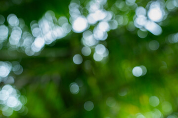 Obraz premium Lush green nature bokeh background with soft sunlight. High-quality blurred forest foliage texture for organic graphic design, web banners, and eco-friendly artistic wallpaper projects.