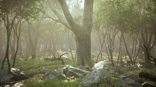 A tranquil forest filled with tall trees and scattered rocks, bathed in gentle morning light. Mist wafts through the greenery, creating a serene atmosphere in natures embrace.