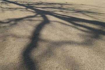 秋の芝生に映る木の影