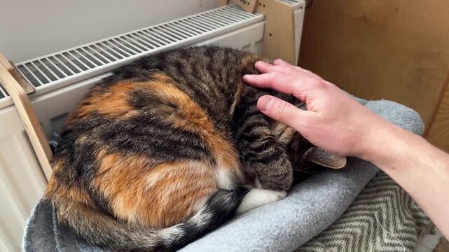 Domestic calico cat basking near hot radiator on convenient cozy shelf, sleeps with its nose covered by its paw, owner hand stroking. Kitty during heating season in cold winter day. Pet life. 