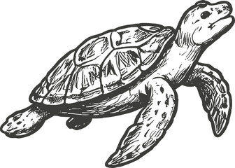 Hand-drawn sea turtle illustration in vintage ink style with detailed shell and swimming pose © Bamby