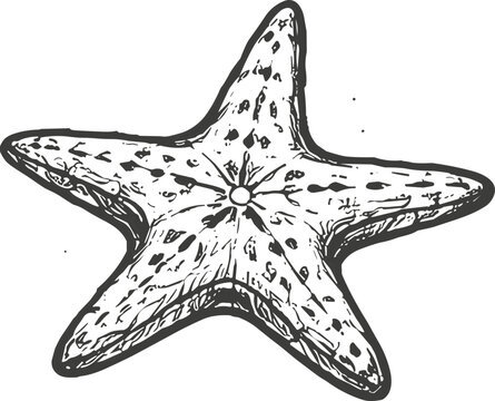 Hand-drawn illustration of a five-pointed starfish with speckled texture and central detail