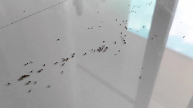 A swarm of tiny black ants crawls in a long line on the white tiled floor in the home. natural troop behavior, ant infestations, and home cleanliness issues. 4K horizontal footage.