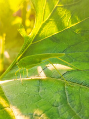 Camouflaged stick insect on green leaf in sunlight macro © Юлия Лебедь