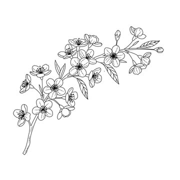 black and white floral background.  A branch of a blossoming cherry tree