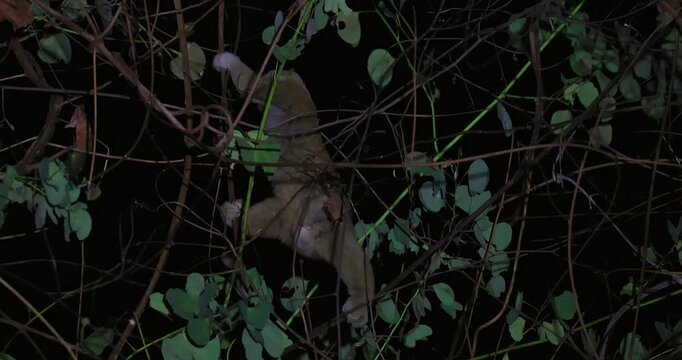 Bengal slow loris navigating dense tropical vines under cover of darkness. Rare nocturnal wildlife behavior and biodiversity conservation narrative.