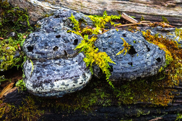 colorful artistic old decaying porous polypores on a tree with strings of moss