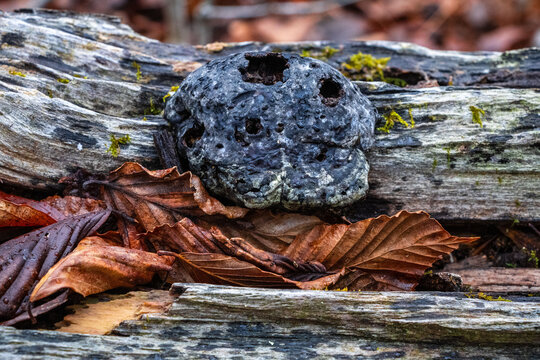 colorful artistic old decaying polypores on a tree with strings of moss and leaves