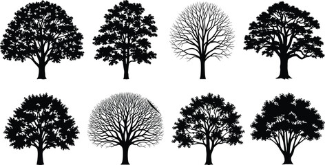 Obraz premium Black deciduous tree silhouettes collection, detailed oak and leafless trees, botanical nature elements isolated on white background