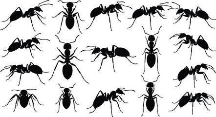 Ant silhouette set, crawling insect vector icons, worker ant colony poses, garden bug nature elements, small pest wildlife, black white © Razia