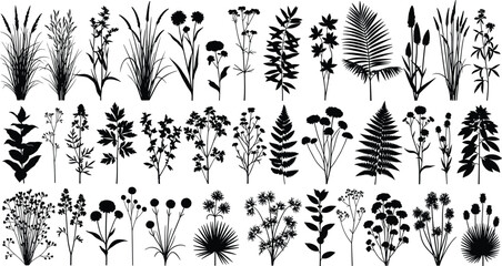 Fototapeta premium Black wild plant and flower silhouettes collection, botanical herbs and meadow flora, nature illustration elements isolated on white background