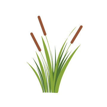 Vector cattail plant with green grass. Cattail plant illustration. Flat design of cattail plant with lush grass