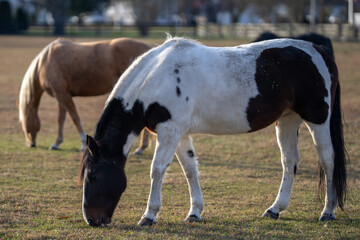 Horse grazing on pasture. Horse eating grass in field. Horse feeding in meadow. Horse grazing outdoors.