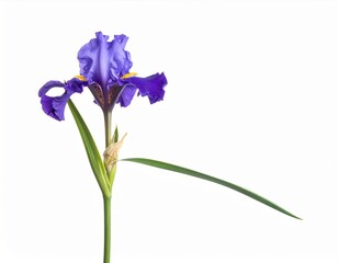 Striking Close Up of a Single Vivid Purple Iris on a Clean White Backdrop