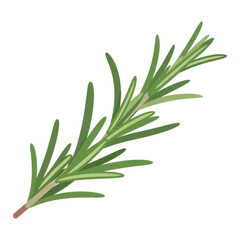 Obraz premium Rosemary sprig with green leaves herb isolated on a transparent background