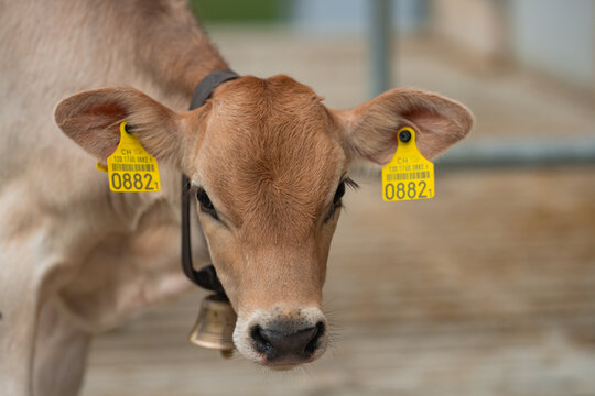 Young calf with identification ear tags. Domestic calf in agricultural setting. Healthy calf closeup portrait. Farm calf representing livestock farming.