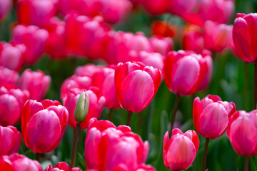 Fototapeta premium Valentine and holiday design. Red tulips blooming in a spring field. Tulip for floral background. Tulips with vivid natural red colors. Mothers day banner. Red tulips in spring field.