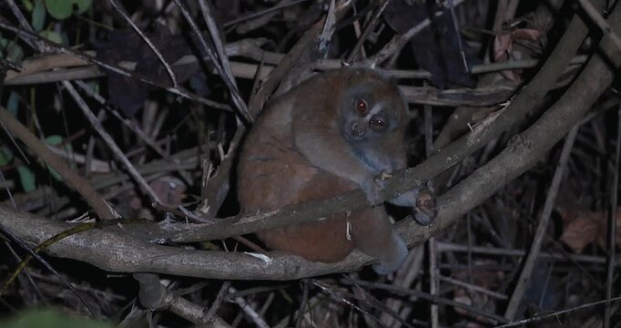 Bengal slow loris clinging to tree branch in dark forest at night. Wildlife conservation and nocturnal biodiversity research.