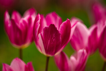 Obraz premium Tulips blooming in spring. Tulip petals. Blooming tulips outdoors. Tulips with spring background. Tulips in a spring garden. Seasonal spring tulip flowers.