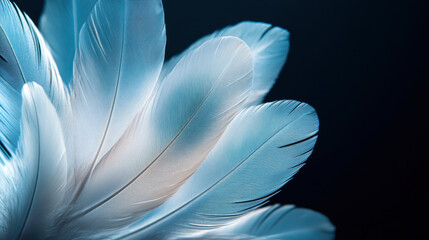 Naklejka premium Elegant luxury feathers on black background artistic display contemporary design close-up perspective