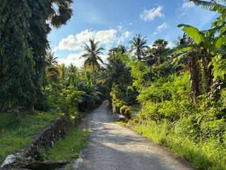 A path through the trees under the blue sky